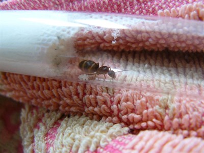 P1000770 (Medium).JPG