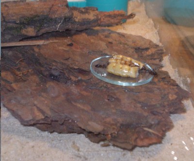 C.l. Mitte August.jpg