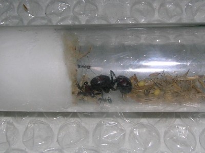 Messor cephalotes colony 1.JPG