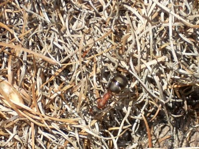 formiche montagna2.jpg