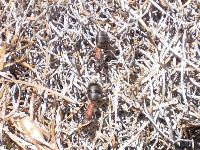 Formiche Montagna.jpg