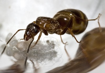 Lasius-spec.-Gyne-mit-Puppe.jpg