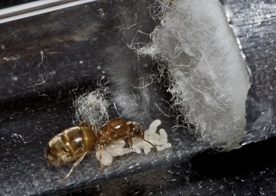 Lasius-Gyne-mit-Brut-3.jpg