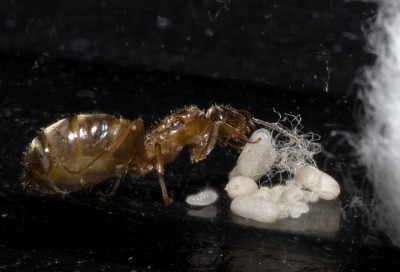 Lasius-Gyne-hilft-verpuppen.jpg