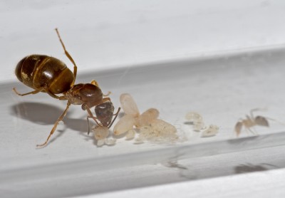 Lasius-Geburtshilfe.jpg