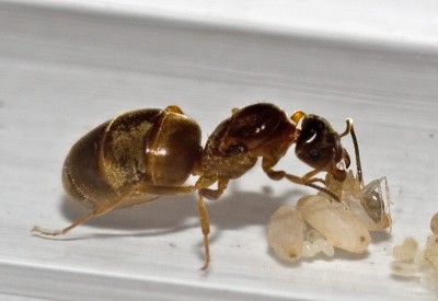 Lasius-Geburtshilfe-1.jpg