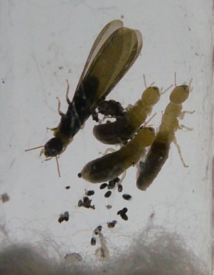 P1190602 part web.jpg