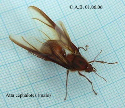 1 Atta 015 Ma tx web.jpg