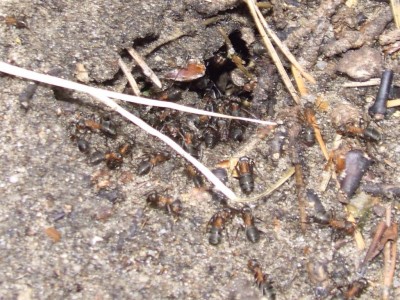 formica-ameisenhaufen-der-eingang.jpg