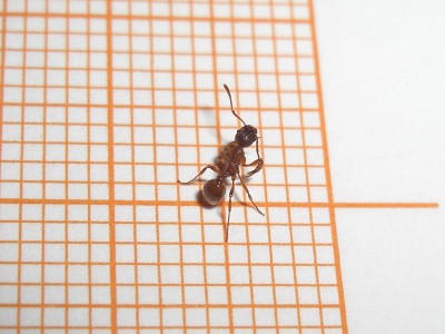 Myrmica_rubra1.jpg
