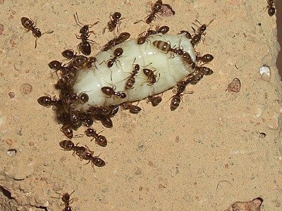 ants_Plagiolepis_sp7.jpg