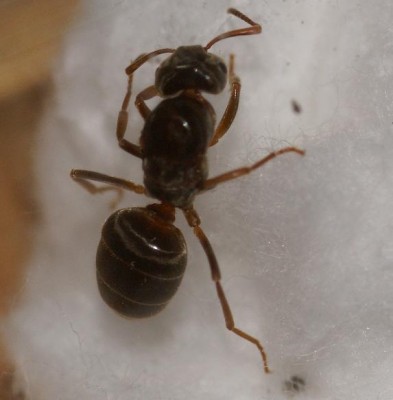 lasius 1.JPG