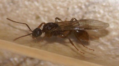 Myrmica.JPG