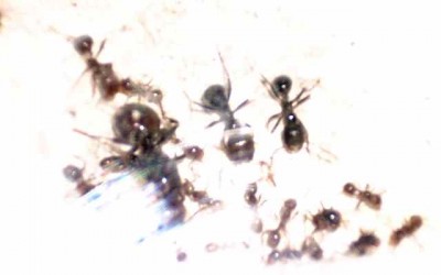 DSCN1308 piccola.jpg