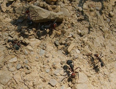 779px-Camponotus_cruentatus.jpg