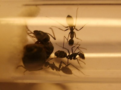 ants_Camponotus_cruentatus1.jpg