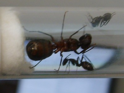ants_Camponotus_cruentatus2.jpg