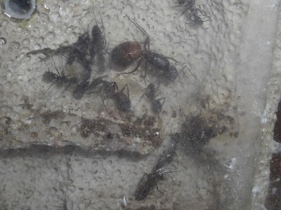 ants_Camponotus_cruentatus3.jpg