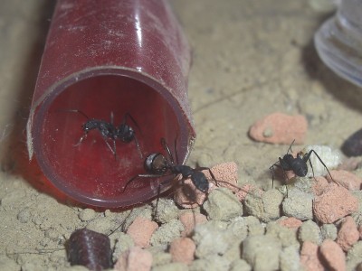 ants_Camponotus_cruentatus4.jpg