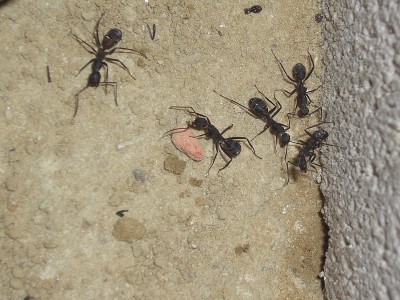 ants_Camponotus_cruentatus6.jpg
