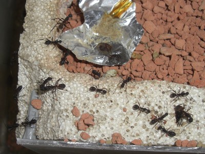 ants_Camponotus_cruentatus8.jpg