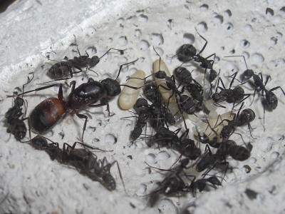 ants_Camponotus_cruentatus9.jpg