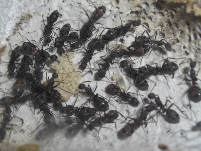 ants_Camponotus_cruentatus10.jpg