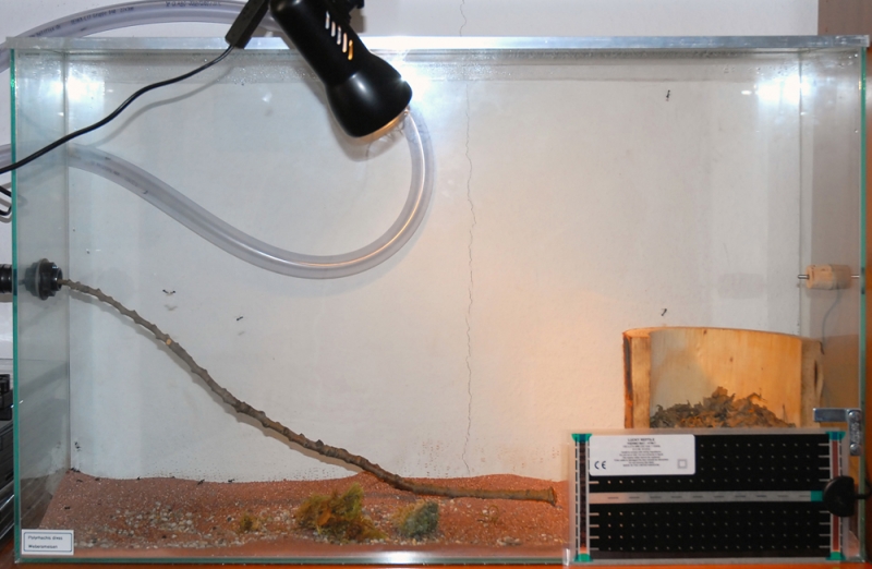 Formicarium Polyrhachis dives