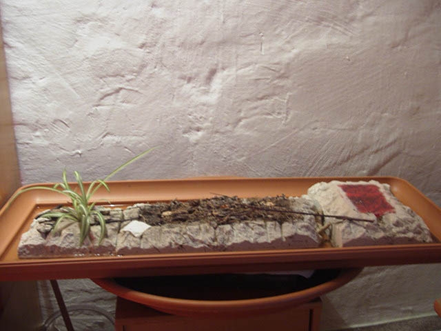 Insel für Odontomachus sp.