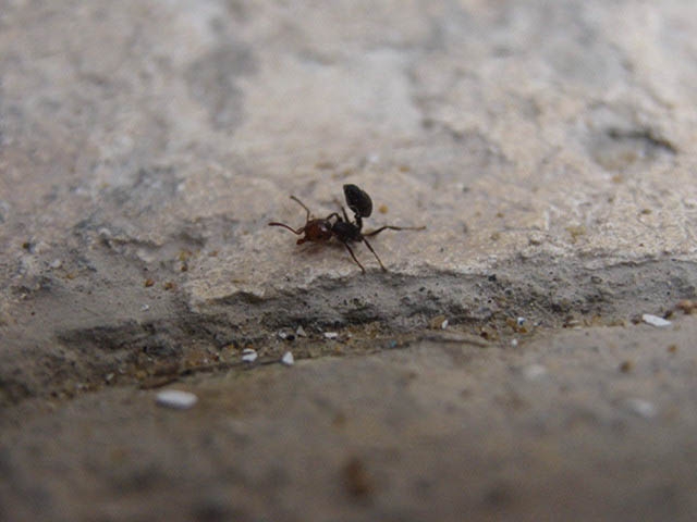 Ein Crematogaster- Arbeiterin