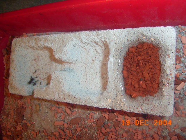 Camponotus aetiops / Becken