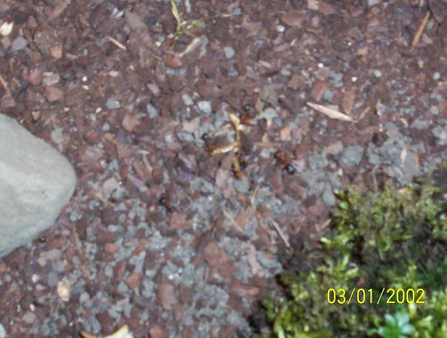 Mehlwurm und paar Raptis