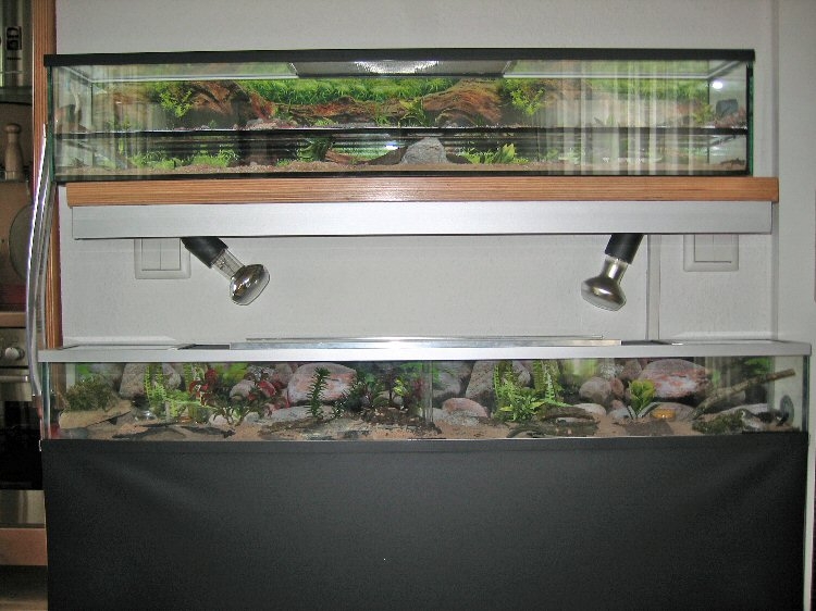 Auslaufbecken für Pachycondyla spec. (1)