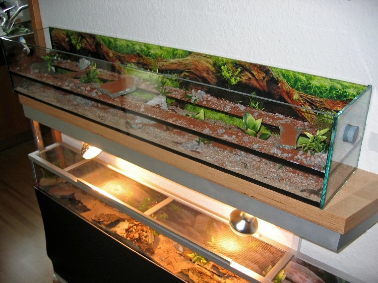 Auslaufbecken für Pachycondyla spec. (3)