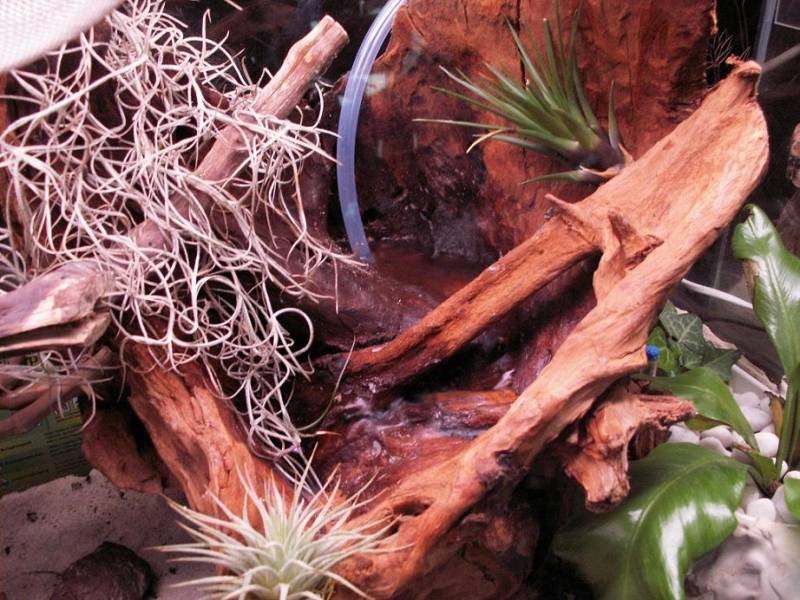 Tropenformicarium für Polyrhachis dives