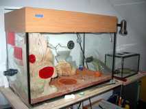 Mein Becken für Messor barbarus