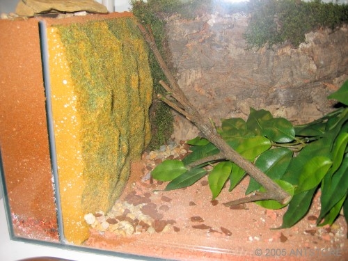 Formicarium für Myrmecia queenslandica