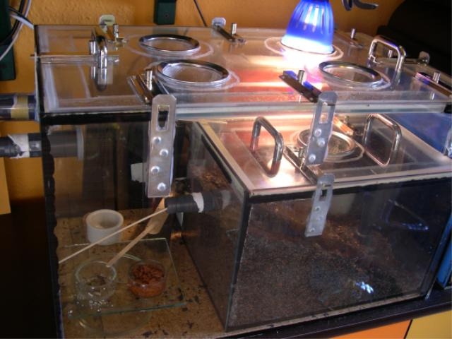 Pheidole Phallidula Foto 2