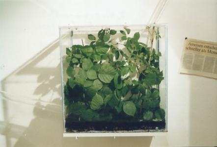 Acromyrmex / Formicarium