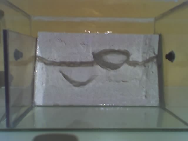 becken lasius niger2