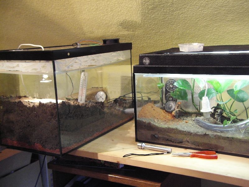 Pheidologeton diversus / Becken