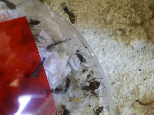 Im Becken sind Camponotus cruentatus