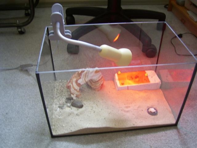 Becken / Cataglyphis viaticus