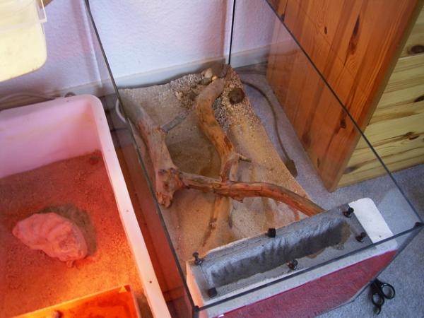 Becken / Cataglyphis viaticus