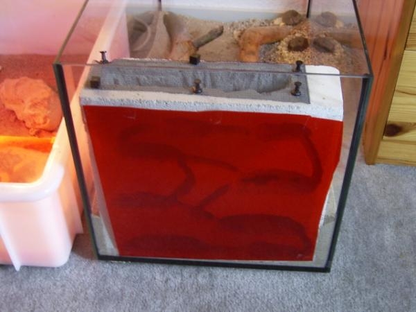 Becken / Cataglyphis viaticus