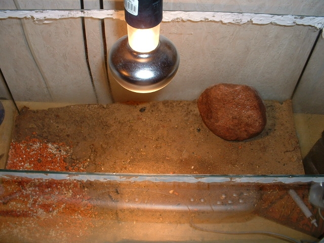 Becken / Pheidologeton diversus