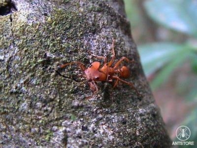 Daceton / Amazonasgebiet