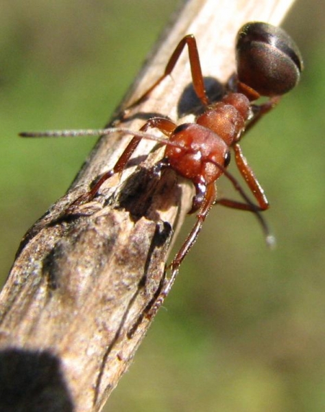 Formica sanguinea