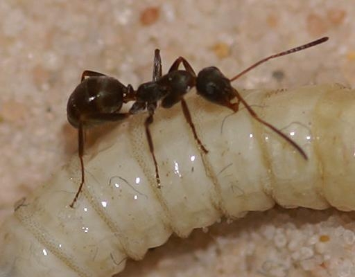 Formica cunicularia worker