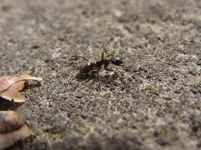 Serviformica sp.